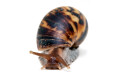 Lissachatina zanzibarica type 5 subadult